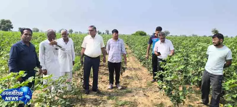 Sirsa में मिला पिंक बॉलवर्म, खतरा नहीं Sirsa में मिला पिंक बॉलवर्म, खतरा नहीं