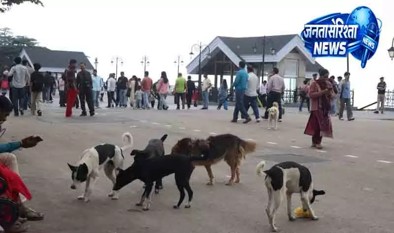 Shimla में बढ़ा रेबीज़ का खतरा Shimla में बढ़ा रेबीज़ का खतरा