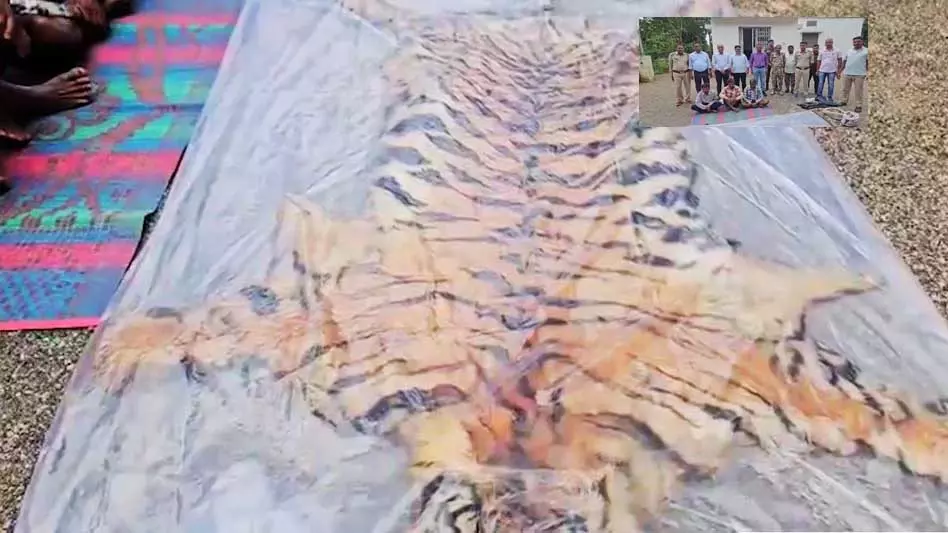 बाघ की खाल का सौदा चल रहा था, वन विभाग ने मारी रेड, जंगल से तीन गिरफ्तार बाघ की खाल का सौदा चल रहा था, वन विभाग ने मारी रेड, जंगल से तीन गिरफ्तार