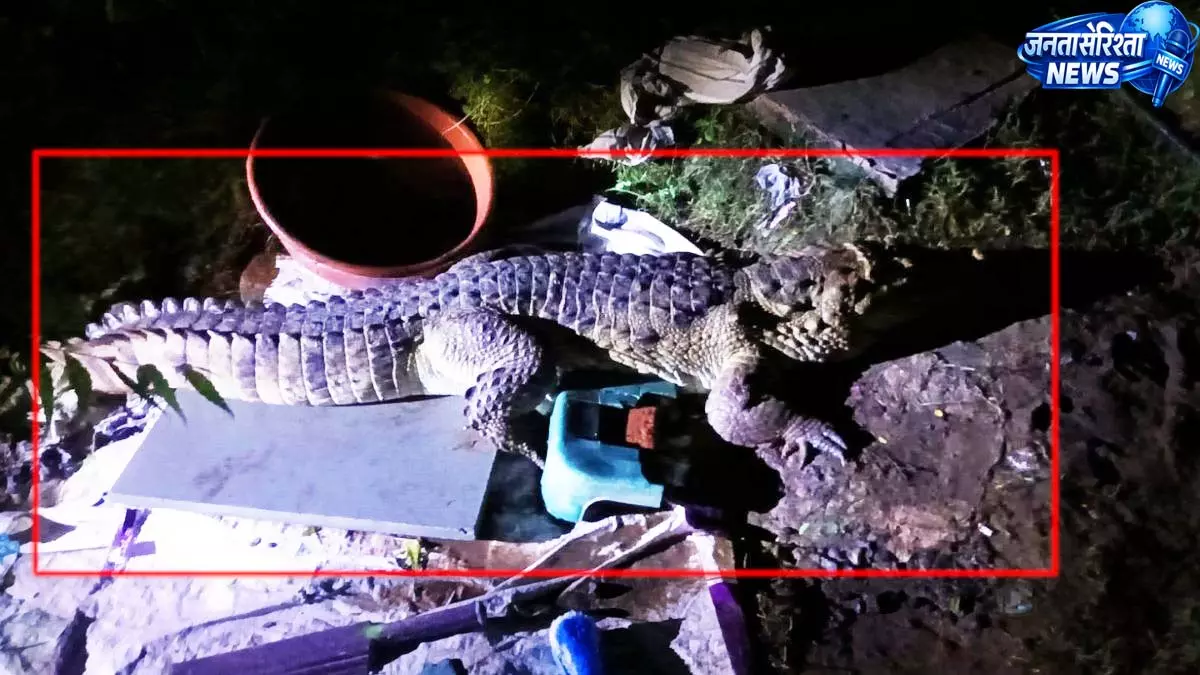 घर के बाथरूम में घुसा 7 फीट लंबा मगरमच्छ, एक घंटे बाद किया रेस्क्यू घर के बाथरूम में घुसा 7 फीट लंबा मगरमच्छ, एक घंटे बाद किया रेस्क्यू
