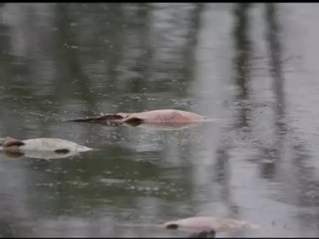 Bharatpur: जल संकट से केवलादेव में मछलियां मरीं, पक्षियों का पलायन शुरू Bharatpur: जल संकट से केवलादेव में मछलियां मरीं, पक्षियों का पलायन शुरू