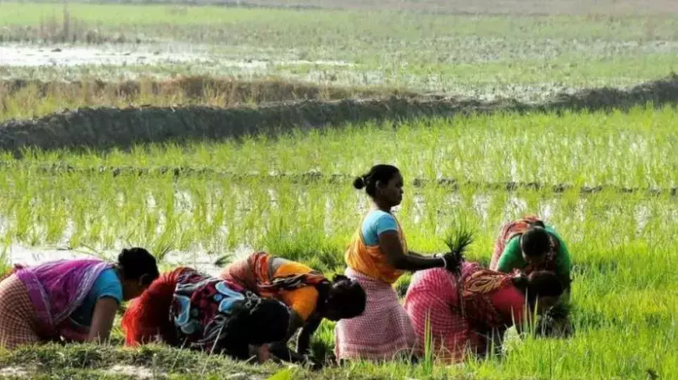 लगातार बूंदाबांदी से तेलंगाना में कृषि गतिविधियां पुनर्जीवित; 82 लाख एकड़ में बुआई पूरी, पिछले साल का रिकॉर्ड पार लगातार बूंदाबांदी से तेलंगाना में कृषि गतिविधियां पुनर्जीवित; 82 लाख एकड़ में बुआई पूरी, पिछले साल का रिकॉर्ड पार