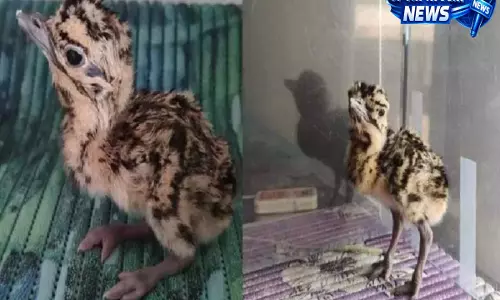 लुप्तप्राय ग्रेट इंडियन बस्टर्ड के लिए बड़ी खुशखबरी, थार में तीन चूजों का संरक्षण शुरू