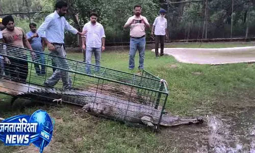 राजस्थान भटका घड़ियाल आखिर लौटा Punjab