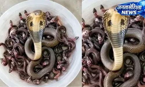 चूहे के बिल में मिला खतरनाक नागों का झुंड चूहे के बिल में मिला खतरनाक नागों का झुंड