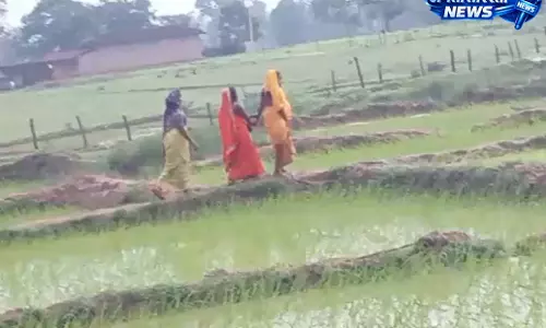 CG: खेत बना प्रसूति कक्ष, गर्भवती ने खेत में दिया बच्चे को जन्म