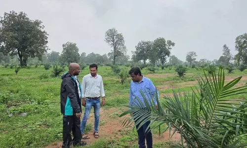 ऑयल पाम की खेती से बदली किसानों की तकदीर ऑयल पाम की खेती से बदली किसानों की तकदीर