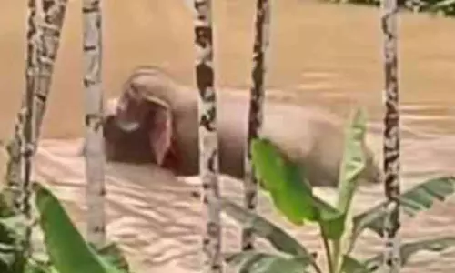 करुवरकुंदु और थुव्वुर में दहशत फैलाने वाला हाथी जंगल में लौटा करुवरकुंदु और थुव्वुर में दहशत फैलाने वाला हाथी जंगल में लौटा