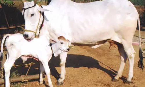 रेवंत रेड्डी तेलंगाना में गाय संरक्षण समिति बनाने की योजना बना रहे रेवंत रेड्डी तेलंगाना में गाय संरक्षण समिति बनाने की योजना बना रहे