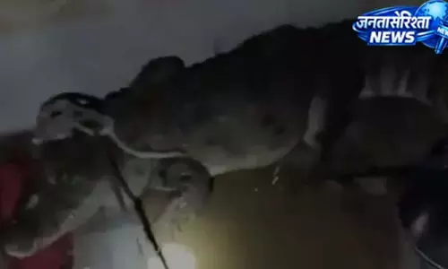 आधी रात घर में घुसा विशाल मगरमच्छ, वन विभाग ने किया रेस्क्यू आधी रात घर में घुसा विशाल मगरमच्छ, वन विभाग ने किया रेस्क्यू