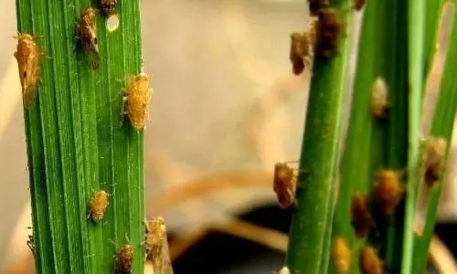 धान की फसल में कीट प्रबंधन के लिए कृषि विज्ञान केंद्र की महत्वपूर्ण सलाह