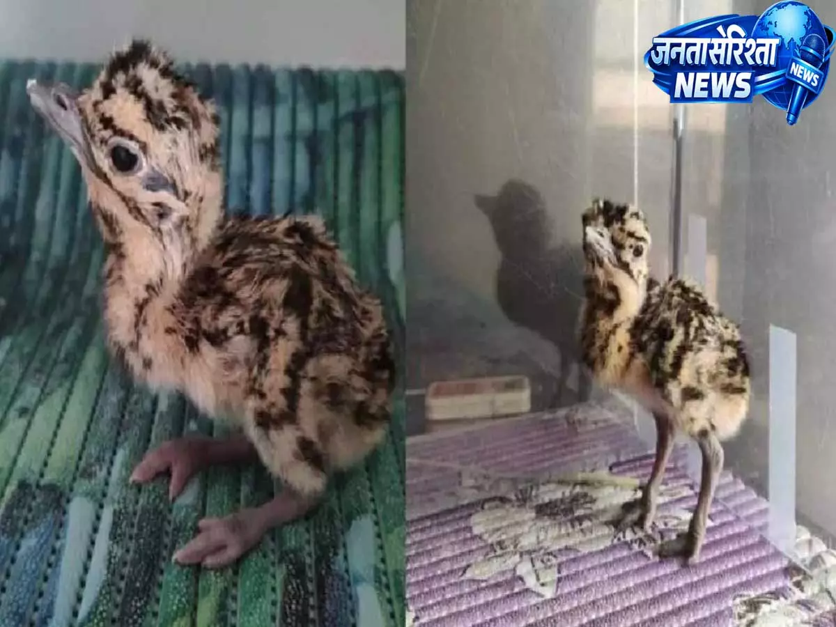 लुप्तप्राय ग्रेट इंडियन बस्टर्ड के लिए बड़ी खुशखबरी, थार में तीन चूजों का संरक्षण शुरू लुप्तप्राय ग्रेट इंडियन बस्टर्ड के लिए बड़ी खुशखबरी, थार में तीन चूजों का संरक्षण शुरू