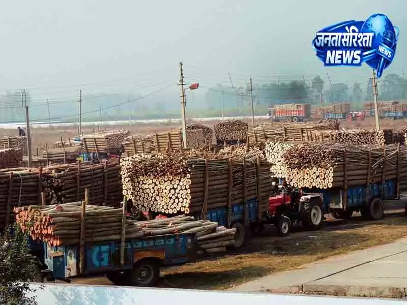Yamunanagar की लकड़ी मंडियां 11 अगस्त तक बंद Yamunanagar की लकड़ी मंडियां 11 अगस्त तक बंद