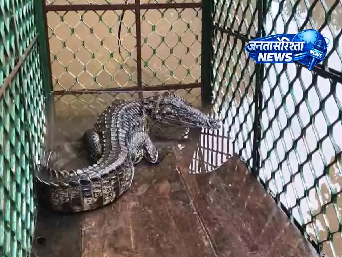 वाल्शी में दूसरा मगरमच्छ पकड़ा गया; निवासियों ने और जाल लगाने की मांग की वाल्शी में दूसरा मगरमच्छ पकड़ा गया; निवासियों ने और जाल लगाने की मांग की