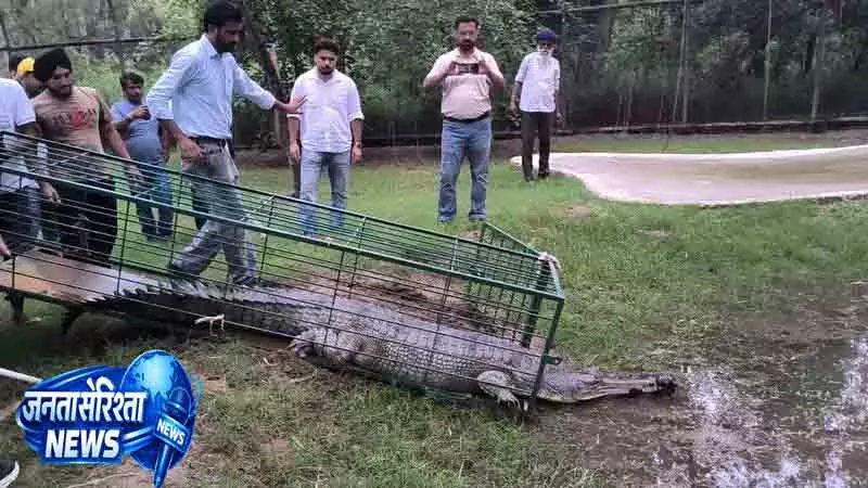 राजस्थान भटका घड़ियाल आखिर लौटा Punjab राजस्थान भटका घड़ियाल आखिर लौटा Punjab