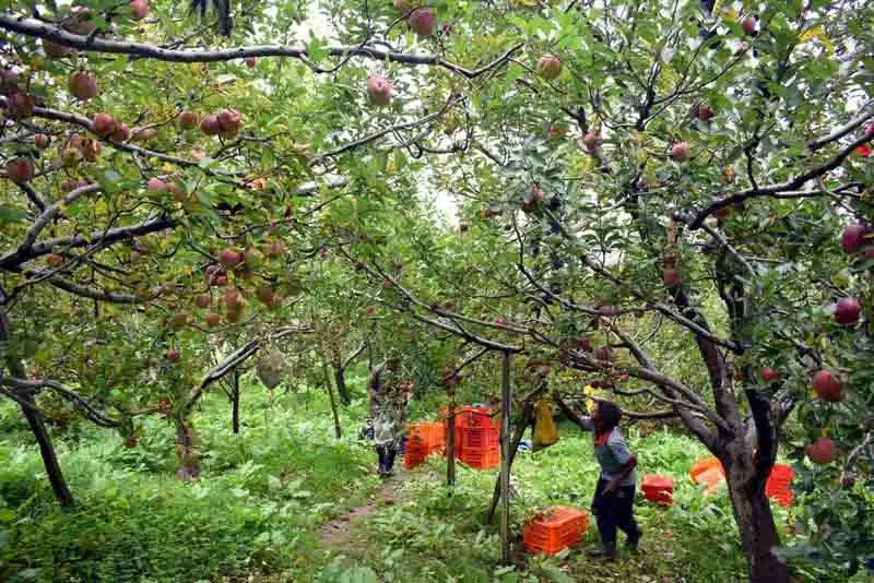 Himachal में जलवायु परिवर्तन बना चुनौती Himachal में जलवायु परिवर्तन बना चुनौती