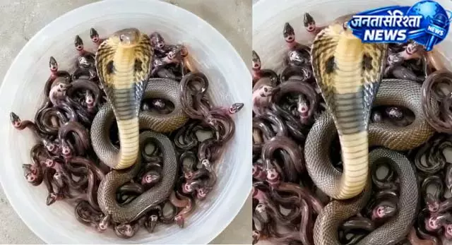 चूहे के बिल में मिला खतरनाक नागों का झुंड चूहे के बिल में मिला खतरनाक नागों का झुंड