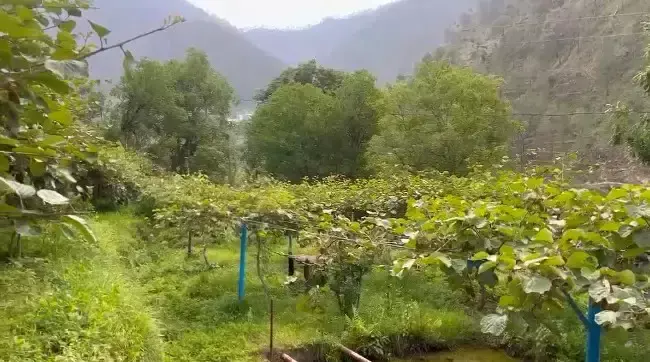 Pauri Garhwal: मुख्यमंत्री धामी की योजनाओं से फलोत्पादन को मिली नई उड़ान Pauri Garhwal: मुख्यमंत्री धामी की योजनाओं से फलोत्पादन को मिली नई उड़ान