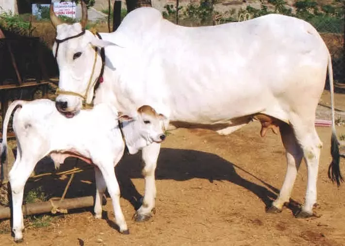रेवंत रेड्डी तेलंगाना में गाय संरक्षण समिति बनाने की योजना बना रहे रेवंत रेड्डी तेलंगाना में गाय संरक्षण समिति बनाने की योजना बना रहे