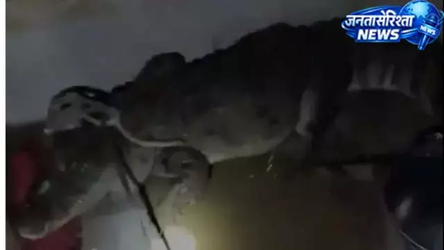 आधी रात घर में घुसा विशाल मगरमच्छ, वन विभाग ने किया रेस्क्यू आधी रात घर में घुसा विशाल मगरमच्छ, वन विभाग ने किया रेस्क्यू