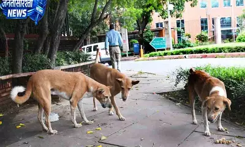 Delhi में 49 हजार आवारा कुत्तों की नसबंदी: MCD