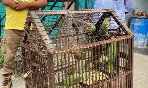 PETA शिकायत पर वन विभाग ने 15 पक्षी बचाए PETA शिकायत पर वन विभाग ने 15 पक्षी बचाए
