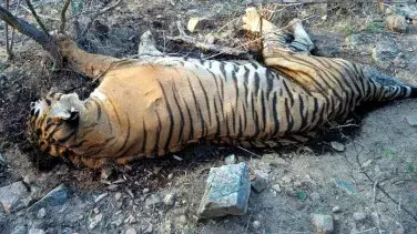 पवन कल्याण ने दिए आदेश: टाइगर रिजर्व में बाघ की संदिग्ध मौत की होगी जांच