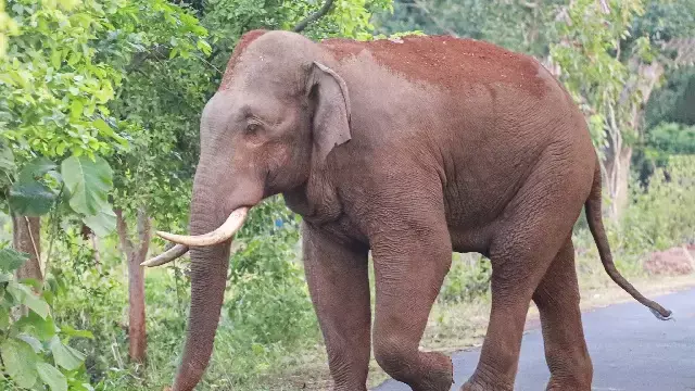 बोनाई के पास हाथी के हमले में महिला की मौत बोनाई के पास हाथी के हमले में महिला की मौत