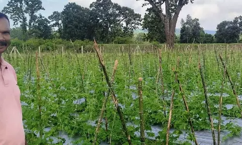 वैज्ञानिक खेती अपनाकर, करेला उत्पादन में किसान बजरंग बने प्रेरणा स्रोत वैज्ञानिक खेती अपनाकर, करेला उत्पादन में किसान बजरंग बने प्रेरणा स्रोत