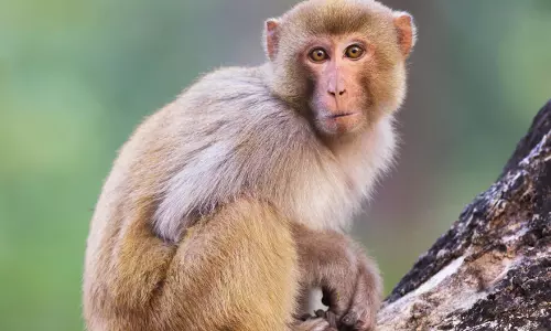 बंदर ने मासूम को पानी भरे ड्रम में डाला, उत्पात से गांव में दहशत