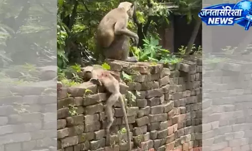 मऊ में बंदर के बच्चे की हत्या, आरोपी सफरूद्दीन गिरफ्तार मऊ में बंदर के बच्चे की हत्या, आरोपी सफरूद्दीन गिरफ्तार