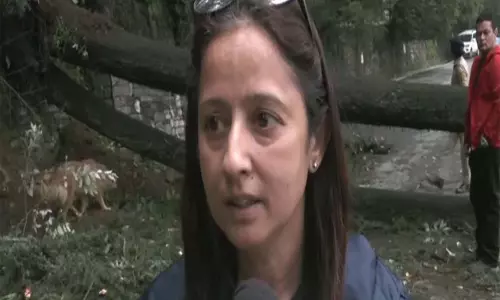 शिमला में देवदार का पेड़ गिरा, CM आवास के पास सड़क बंद शिमला में देवदार का पेड़ गिरा, CM आवास के पास सड़क बंद