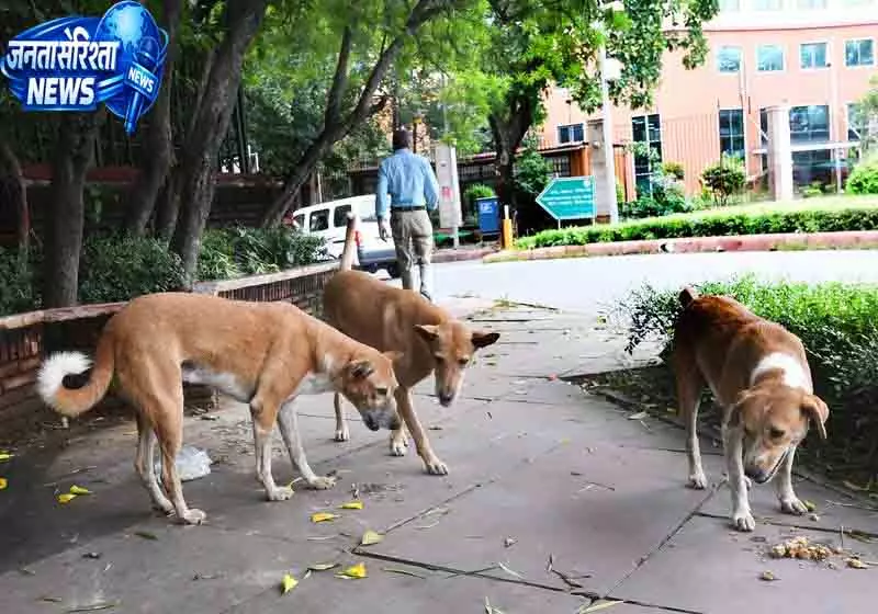 Delhi में 49 हजार आवारा कुत्तों की नसबंदी: MCD Delhi में 49 हजार आवारा कुत्तों की नसबंदी: MCD