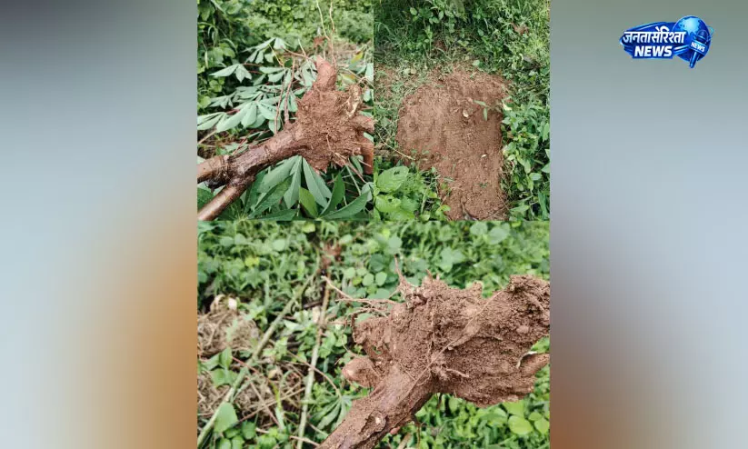 थ्रिक्कोडिथानम पंचायत में जंगली सूअरों का आतंक, किसानों की फसलें बर्बाद थ्रिक्कोडिथानम पंचायत में जंगली सूअरों का आतंक, किसानों की फसलें बर्बाद