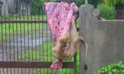 जंगल का राजा शेर लोहे के गेट में फंसा, वन विभाग को बुलाना पड़ा