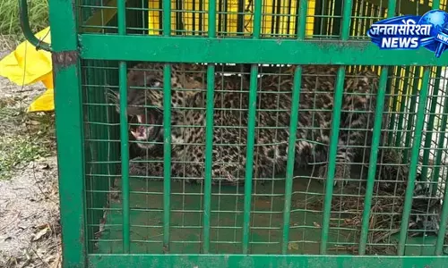 निघासन में 10 वर्षीय बच्चे की जान लेने वाला तेंदुआ पिंजरे में कैद, ग्रामीणों ने ली राहत की सांस निघासन में 10 वर्षीय बच्चे की जान लेने वाला तेंदुआ पिंजरे में कैद, ग्रामीणों ने ली राहत की सांस