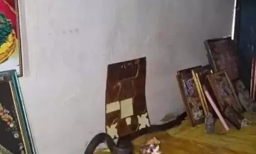 नाग सांप ने तोते को डसा, घर के पूजा कमरे में डाला डेरा