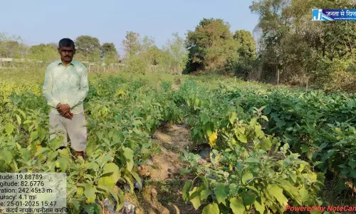 धान से ग्राफ्टेड बैंगन तक बदली किसान कंदर्प नायक की तकदीर धान से ग्राफ्टेड बैंगन तक बदली किसान कंदर्प नायक की तकदीर