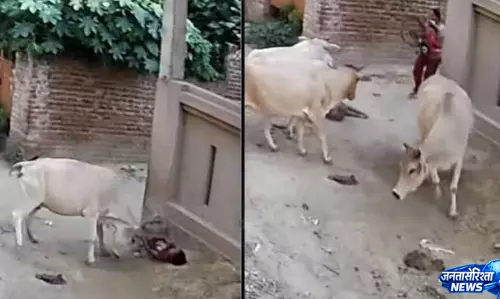 Lucknow में खेल रही बच्ची पर गाय का हमला, हालत गंभीर Lucknow में खेल रही बच्ची पर गाय का हमला, हालत गंभीर