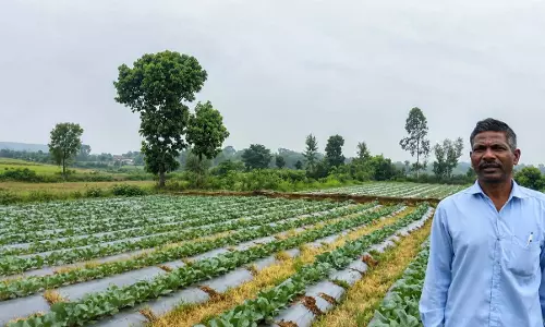 सूक्ष्म सिंचाई योजना से खेती बनी अधिक लाभकारी सूक्ष्म सिंचाई योजना से खेती बनी अधिक लाभकारी