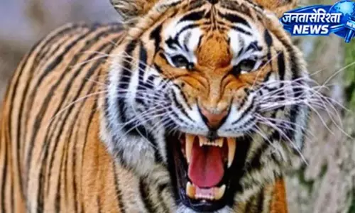 बालाघाट में आदमखोर बाघ का आतंक, घर से महिला को उठा ले गया बालाघाट में आदमखोर बाघ का आतंक, घर से महिला को उठा ले गया