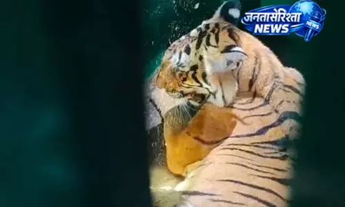 खाने को दिया मुर्गा, लेकिन नहीं बची बाघिन की जान खाने को दिया मुर्गा, लेकिन नहीं बची बाघिन की जान