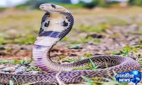 परिवार के पीछे पड़ा सांप! बार-बार हमले से दहशत में लोग, वन विभाग से लगाई गुहार