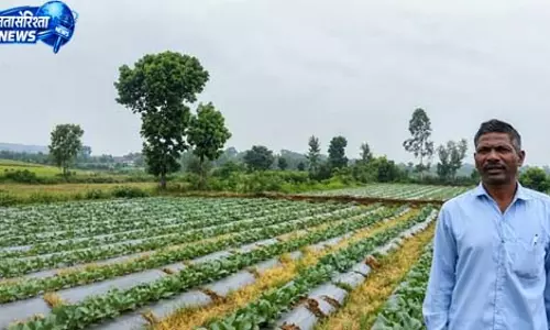 55 प्रतिशत अनुदान से स्थापित की ड्रिप सिंचाई प्रणाली 55 प्रतिशत अनुदान से स्थापित की ड्रिप सिंचाई प्रणाली