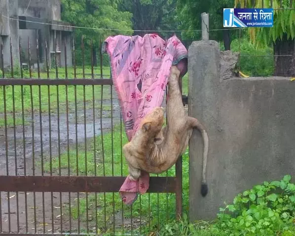 जंगल का राजा शेर लोहे के गेट में फंसा, वन विभाग को बुलाना पड़ा जंगल का राजा शेर लोहे के गेट में फंसा, वन विभाग को बुलाना पड़ा