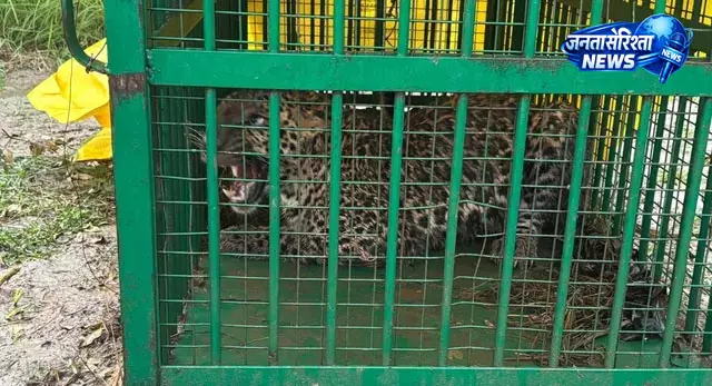 निघासन में 10 वर्षीय बच्चे की जान लेने वाला तेंदुआ पिंजरे में कैद, ग्रामीणों ने ली राहत की सांस निघासन में 10 वर्षीय बच्चे की जान लेने वाला तेंदुआ पिंजरे में कैद, ग्रामीणों ने ली राहत की सांस