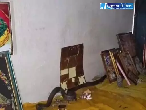 नाग सांप ने तोते को डसा, घर के पूजा कमरे में डाला डेरा नाग सांप ने तोते को डसा, घर के पूजा कमरे में डाला डेरा