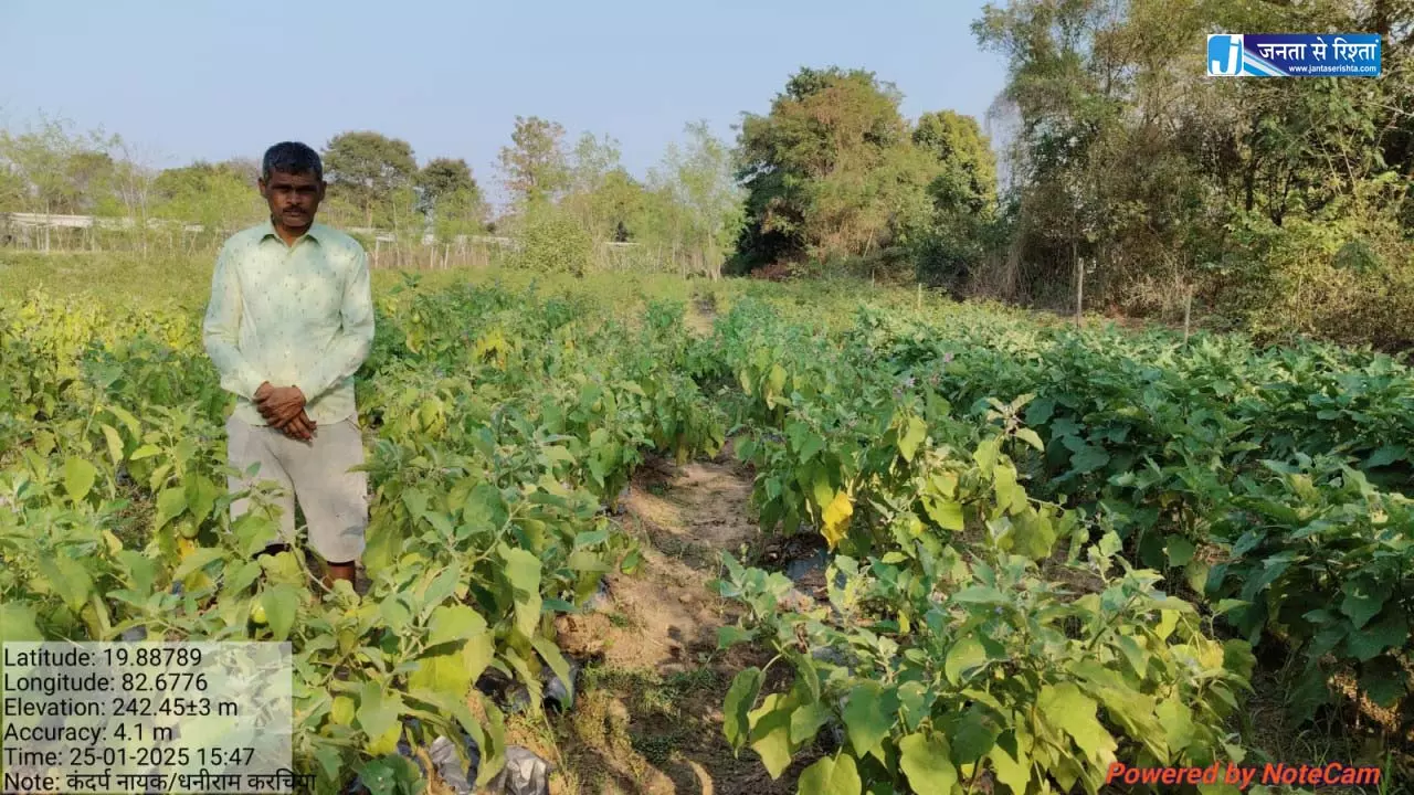 धान से ग्राफ्टेड बैंगन तक बदली किसान कंदर्प नायक की तकदीर धान से ग्राफ्टेड बैंगन तक बदली किसान कंदर्प नायक की तकदीर