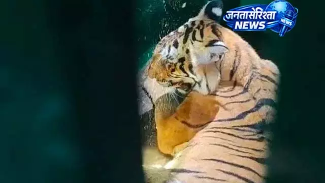 खाने को दिया मुर्गा, लेकिन नहीं बची बाघिन की जान खाने को दिया मुर्गा, लेकिन नहीं बची बाघिन की जान