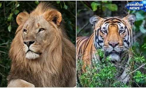 कोलकाता चिड़ियाघर में मांसाहारी जानवरों का बदला आहार